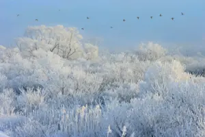 410 蕪栗沼の冬景色