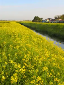 080 大崎市農道の花