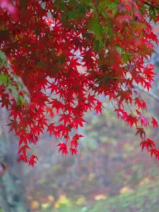 180 県民の森の紅葉