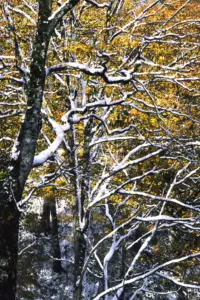 245 泉ヶ岳の雪景色