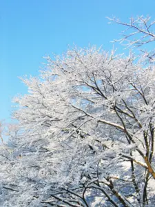 317 県民の森の雪景色