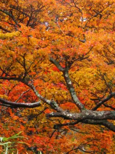 249 船形山の紅葉