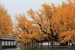 160 京都の旅