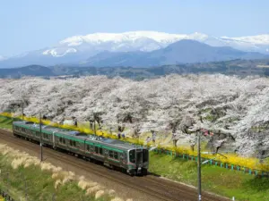 075 大河原千本桜