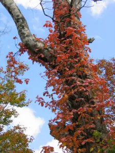 255 船形山の紅葉