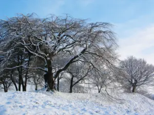 316 県民の森の雪景色