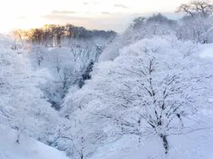 312 県民の森の雪景色