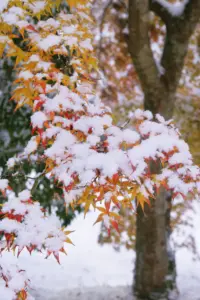 328 県民の森雪景色