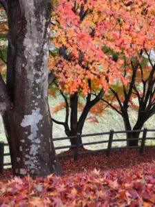 185 県民の森の紅葉