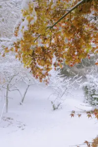 331 県民の森雪景色