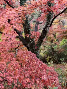 186 県民の森の紅葉