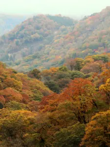 141 奥新川の紅葉