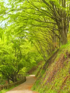 019 岩切城址の春