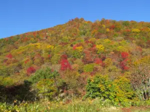 146 奥新川南沢の紅葉