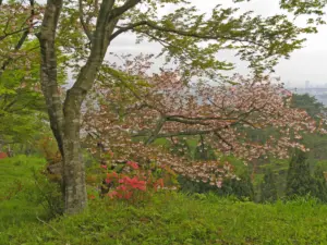 038 県民の森の春