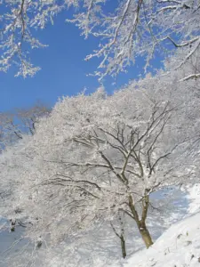 305 県民の森の雪景色