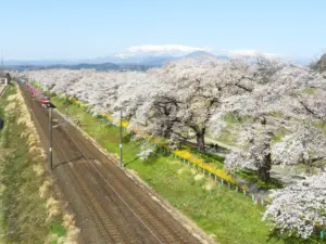 073 大河原千本桜