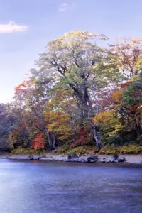 170 桑沼の紅葉