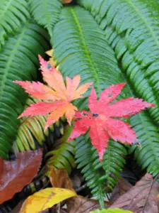 237 泉ヶ岳の紅葉