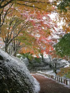 201 県民の森の雪景色