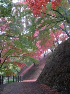 177 県民の森の紅葉