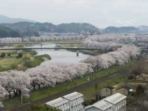 078 大河原千本桜