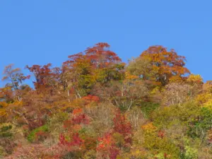 147 奥新川南沢の紅葉