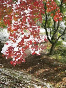 264 鶴ヶ谷北の秋