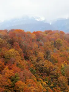 142 奥新川の紅葉