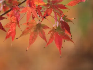 149 奥新川南沢の紅葉