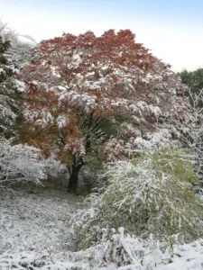 204 県民の森の雪景色