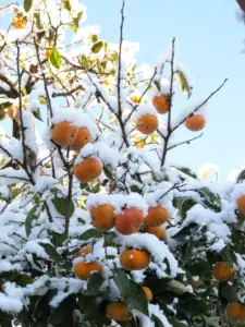 273 鶴ヶ谷北柿の雪景色