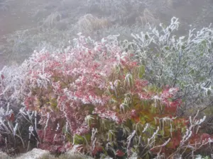 224 松島扇谷の雪景色