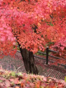 191 県民の森の紅葉