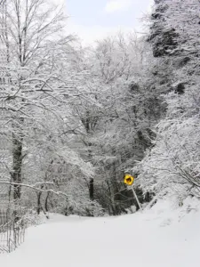 306 県民の森の雪景色