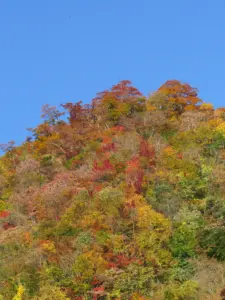 148 奥新川南沢の紅葉