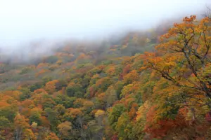 173 桑沼の紅葉