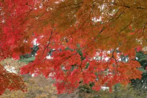 218 松島扇谷の紅葉