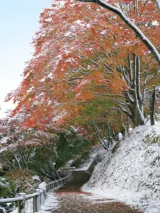 202 県民の森の雪景色