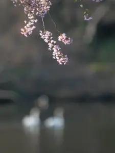 084 鶴ヶ谷公園の春