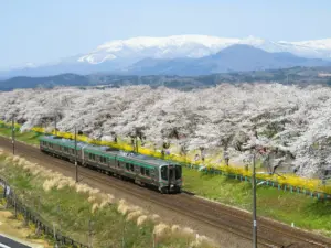 074 大河原千本桜