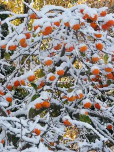 272 鶴ヶ谷北柿の雪景色