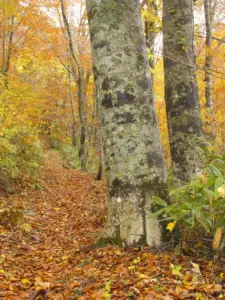 256 船形山の紅葉