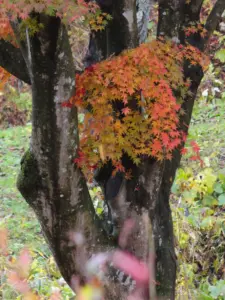 189 県民の森の紅葉