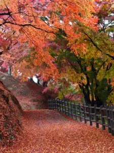 182 県民の森の紅葉