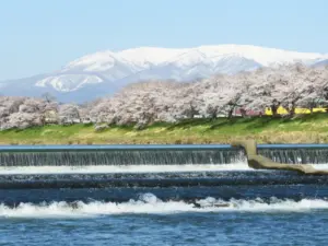 072 大河原千本桜