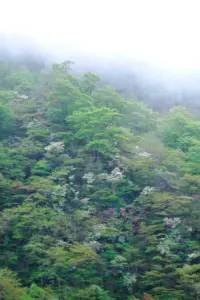 063 秋保馬場高倉山のシロヤシオ