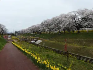 077 大河原千本桜