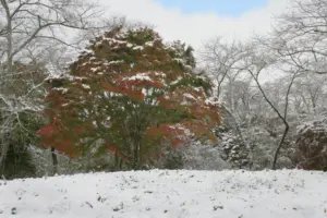 206 県民の森の雪景色