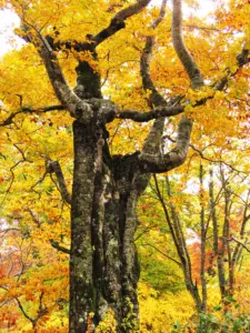 252 船形山の紅葉